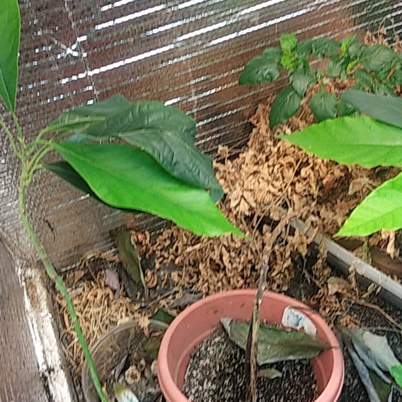 Avocado - Picture 7 of 10